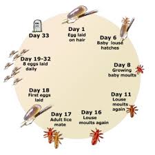 Head Lice Nits Life Cycle Natural Lice Removal