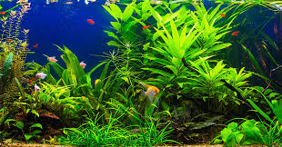 Planted Aquarium