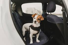 Dog Seat Belts The Underused Pup