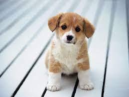 dogs cute wallpapers wallpaper cave