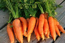 The plant produces good yields of 5 to 8 long orange carrots. Nantes Carrots Harvest To Table