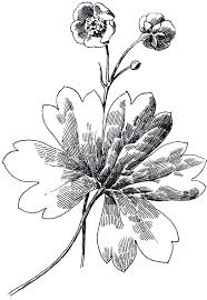 22 flower clipart black and white