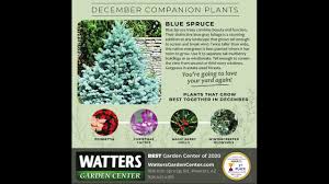 december companion plants blue spruce