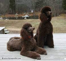 bijou brown standard poodles