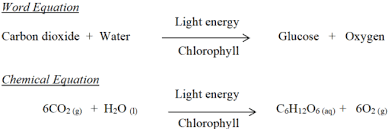 The Process Of Photosynthesis