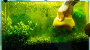 algae in your fish tank aquarium