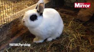 bunnies desperate for adoption film