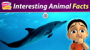 This category is for questions and answers related to animals for kids, as asked by users of funtrivia.com. Animals 7facts For Kids With Bommi Facts For Kids With Bommiandfriends Worldwidefacts Youtube
