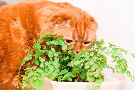 Cats Vs Houseplants Animal Behavior