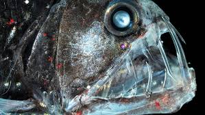 eight of the world s ugliest fish