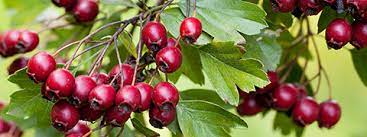 hawthorn berry impressive health