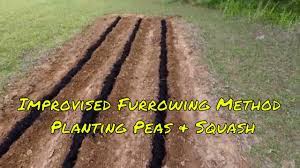 improvised furrowing method planting