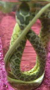 Taxidermy wet specimen snake in a jar*unknown species*UK | #467534576
