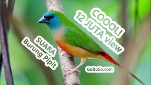 Hoby binatang 463 views1 year ago. Download Suara Burung Emprit Gantil Kaji Gacor Mp3 Harga