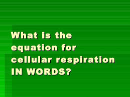 This equation is often broken into two parts, the reactants and the products. Microscopes And Cellular Respiration Review