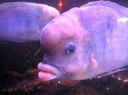 what is this fish with human like lips