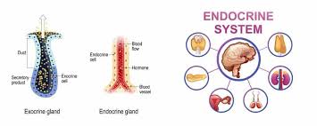 exocrine glands definition function