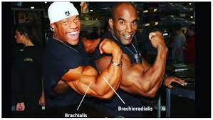 6 brachialis exercises for stronger arms