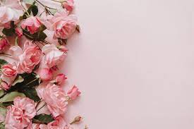 rose background images browse 10 139