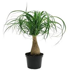 Costa Farms Ponytail Indoor Palm In 6