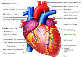 diagram of a human heart