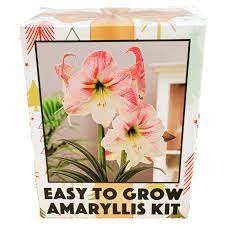 amaryllis gift box kit apple blossom