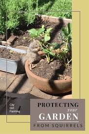protect your garden from squirrels