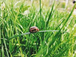 how to get rid of lawn mites from