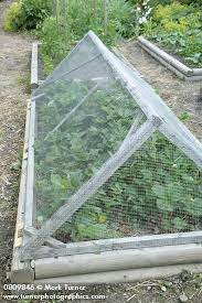 Wire Mesh Cover Over Strawberries In