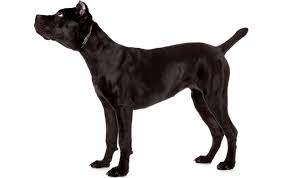 Cane Corso Dog Breed Information Pictures Characteristics