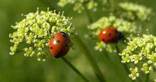 loving ladybirds how to spot them and