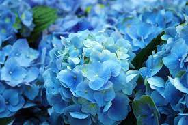 Why Aren T There More Blue Flowers