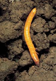 scouting and management for wireworms