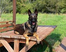 Large in size with a very streamlined, athletic build, this breed is both strong and agile. Is The Belgian Malinois German Shepherd Mix The Dog For You K9 Web
