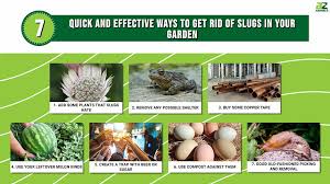 get rid of slugs in your garden