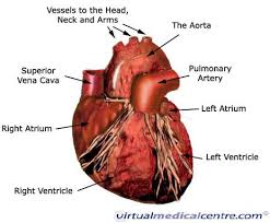 The cardiovascular system consists of the heart, blood vessels, and blood. Cardiovascular System Heart Anatomy Healthengine Blog