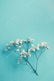 gypsophila baby s breath flowers photo