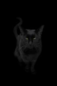 Lucky Black Cat Stock Photos Royalty