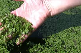 Image result for duckweed