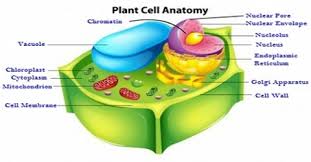 what types of membranes found in plants