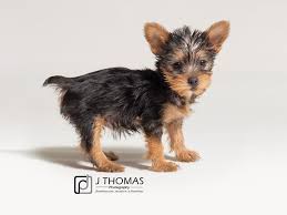 Silky poo (silky terrier x poodle) info, puppies, pictures. Silky Terrier Dog Female Black Tan 2828895 Petland Topeka