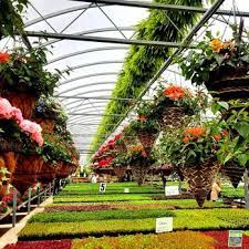 amherst greenhouse 644 county rd 126