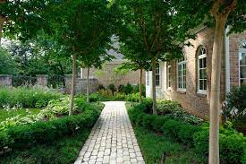 10 Spectacular Trees For Courtyards And