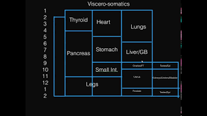 Viscero Somatics For Comlex Level I