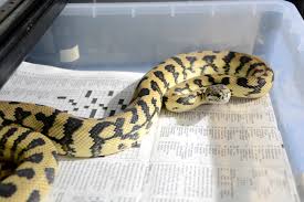 undoented carpet python
