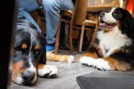 7 dog friendly restaurants in charlotte