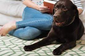 why do dogs dig the carpet how to