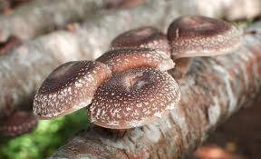 how to grow mushrooms the