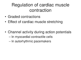 cardiac muscle contraction