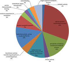 Pie Chart Describing The Main Gene Ontology Go Of